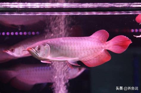 紅龍飼養|如何把紅龍魚養好？龍魚新手玩家實操從0開始，養龍。